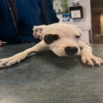 An image of Honey. Honey is a Terrier, Pit Bull.