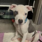 An image of Honey. Honey is a Terrier, Pit Bull.