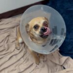 An image of Bodhi. Bodhi is a Pug/Chihuahua.