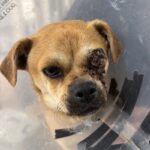 An image of Bodhi. Bodhi is a Pug/Chihuahua.