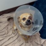 An image of Bodhi. Bodhi is a Pug/Chihuahua.