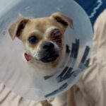 An image of Bodhi. Bodhi is a Pug/Chihuahua.