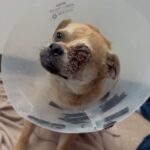 An image of Bodhi. Bodhi is a Pug/Chihuahua.