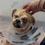 An image of Bodhi. Bodhi is a Pug/Chihuahua.