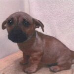 An image of Kermit. Kermit is a Shepherd, German.