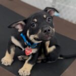 An image of Grover. Grover is a Shepherd, German.