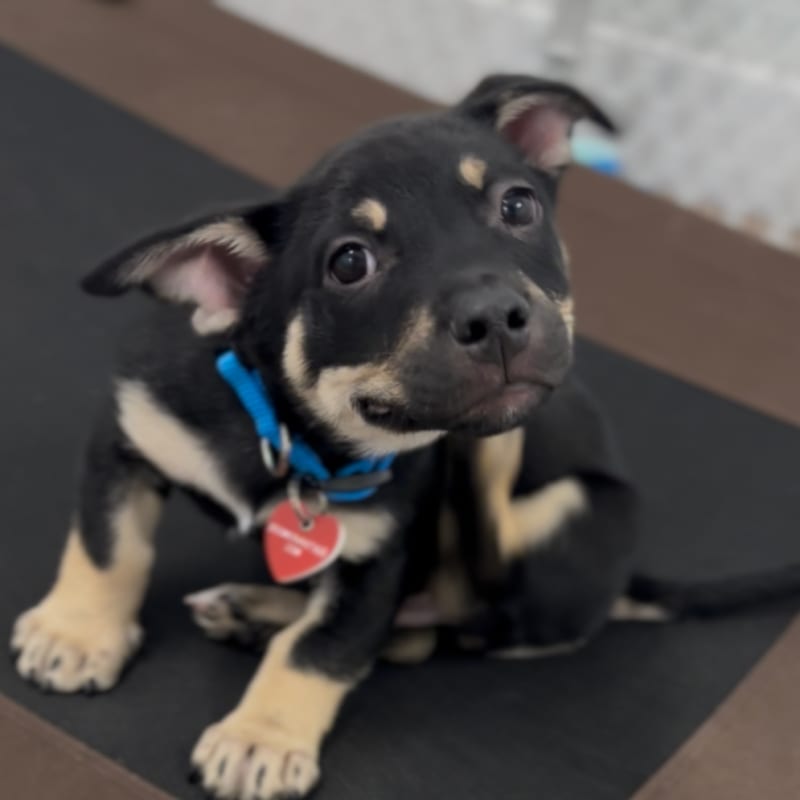 An image of Grover. Grover is a Shepherd, German.
