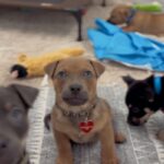 An image of Cupcake. Cupcake is a Shepherd, German.