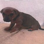 An image of Cupcake. Cupcake is a Shepherd, German.