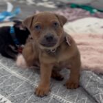 An image of Cupcake. Cupcake is a Shepherd, German.