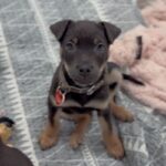 An image of Tinkerbell. Tinkerbell is a Shepherd, German.