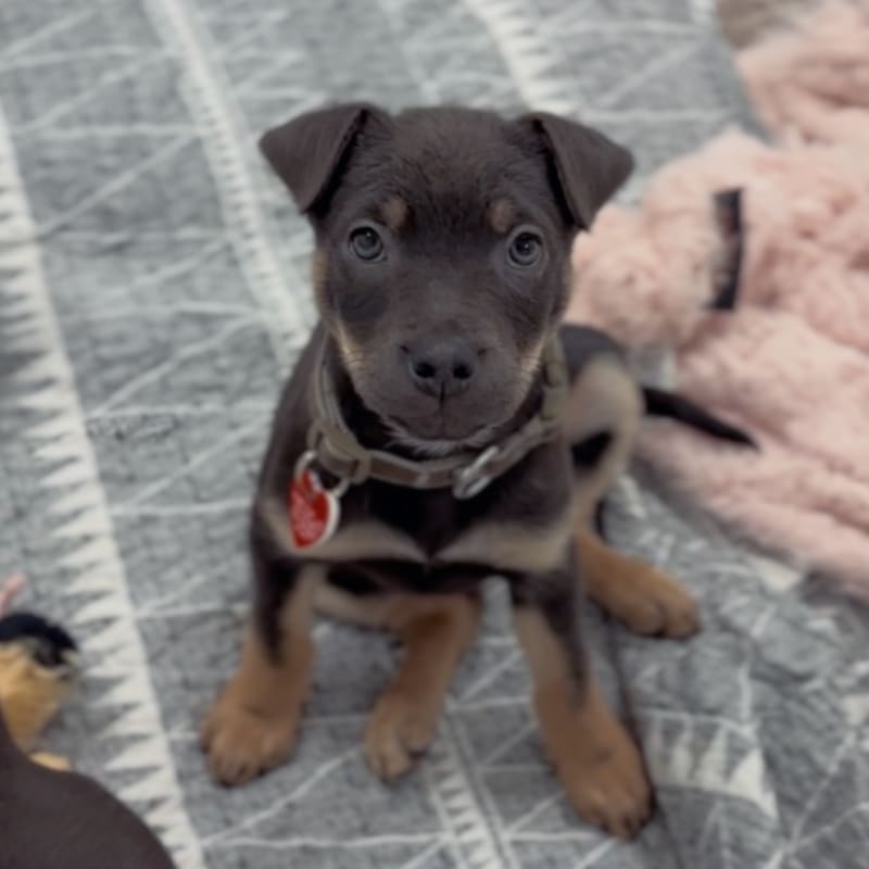 An image of Tinkerbell. Tinkerbell is a Shepherd, German.