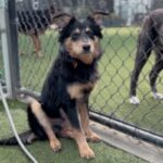 An image of Moby. Moby is a Cattle Dog, Australian (Blue Heeler).