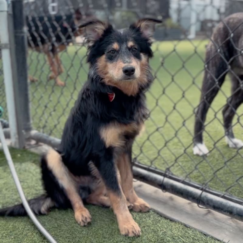 An image of Moby. Moby is a Cattle Dog, Australian (Blue Heeler).