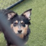 An image of Moby. Moby is a Cattle Dog, Australian (Blue Heeler).