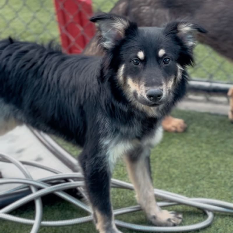 An image of Ahab. Ahab is a Cattle Dog, Australian (Blue Heeler).