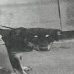 An image of Ahab. Ahab is a Cattle Dog, Australian (Blue Heeler).