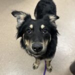 An image of Ahab. Ahab is a Cattle Dog, Australian (Blue Heeler).