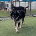 An image of Ahab. Ahab is a Cattle Dog, Australian (Blue Heeler).