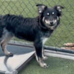 An image of Ahab. Ahab is a Cattle Dog, Australian (Blue Heeler).