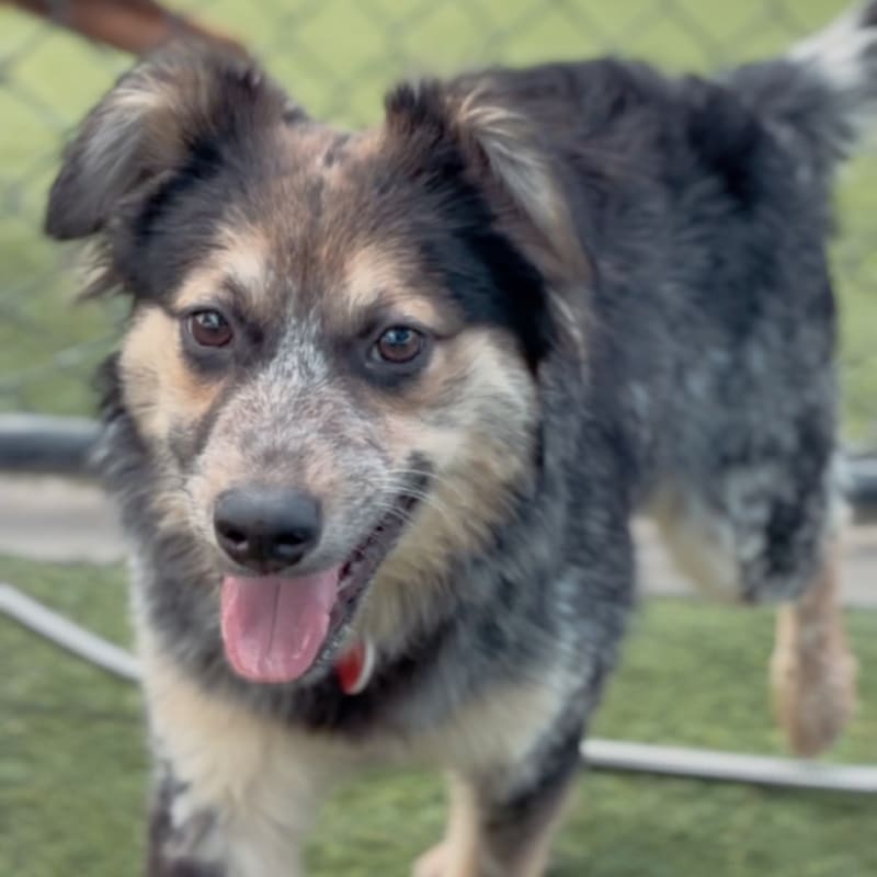 An image of Pip. Pip is a Cattle Dog, Australian (Blue Heeler).
