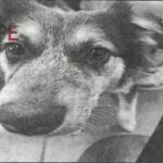 An image of Pip. Pip is a Cattle Dog, Australian (Blue Heeler).