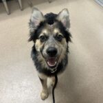 An image of Pip. Pip is a Cattle Dog, Australian (Blue Heeler).