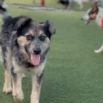 An image of Pip. Pip is a Cattle Dog, Australian (Blue Heeler).