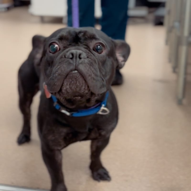 An image of Banks. Banks is a Bulldog, French.