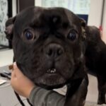 An image of Banks. Banks is a Bulldog, French.