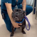 An image of Banks. Banks is a Bulldog, French.