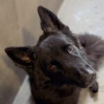 An image of Amber. Amber is a Shepherd, German.