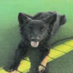 An image of Amber. Amber is a Shepherd, German.