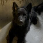 An image of Amber. Amber is a Shepherd, German.