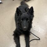 An image of Amber. Amber is a Shepherd, German.