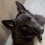 An image of Amber. Amber is a Shepherd, German.