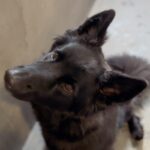 An image of Amber. Amber is a Shepherd, German.