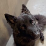 An image of Amber. Amber is a Shepherd, German.