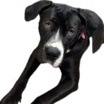 An image of Wednesday. Wednesday is a Terrier, American Pit Bull/Mixed Breed (Large).