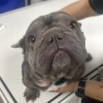 An image of Dori. Dori is a Bulldog, French.