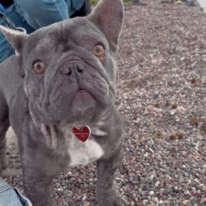 An image of Dori. Dori is a Bulldog, French.