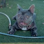 An image of Dori. Dori is a Bulldog, French.