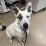 An image of Ray. Ray is a Cattle Dog.