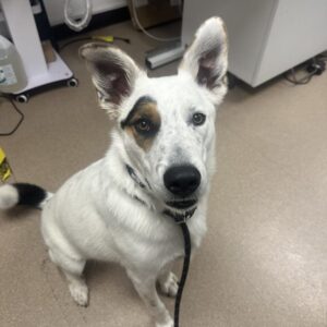 An image of Ray. Ray is a Cattle Dog.