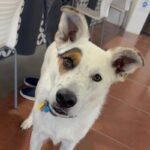 An image of Ray. Ray is a Cattle Dog.