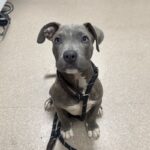 An image of Jack. Jack is a Terrier, Pit Bull.