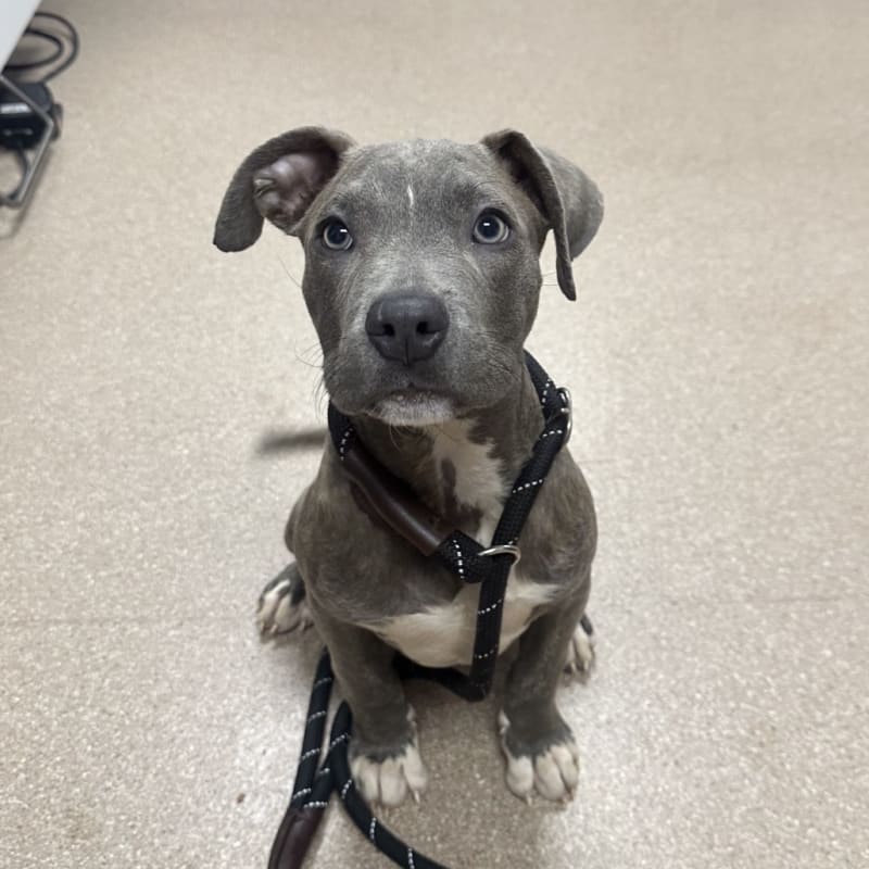 An image of Jack. Jack is a Terrier, Pit Bull.