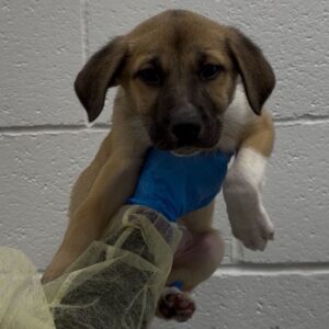 An image of Nikita. Nikita is a Shepherd, German.