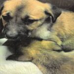 An image of Nikita. Nikita is a Shepherd, German.