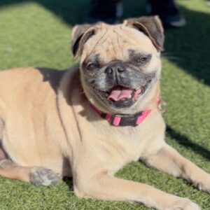 An image of Cristina. Cristina is a Pug.